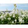 Hyacinthoides hispanica - Witte boshyacint - 10 bollen - BIO