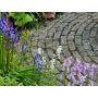 Hyacinthoides hispanica - Boshyacinth - kleurenmix blauw-roze-wit - 10 bollen - BIO