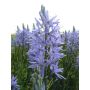 Camasssia Leichtinii 'Caerulea' - Prairielelie - 3 bollen - BIO