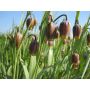 Fritillaria Uva Vulpis - Vossedruif - 10 bollen - BIO