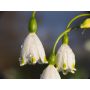 Leucojum aestivum 'Gravetye Giant' - Zomerklokje - 5 bollen - BIO