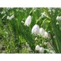 Leucojum aestivum 'Gravetye Giant' - Zomerklokje - 5 bollen - BIO