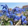 Scilla siberica - Oosterse sterhyacinth - 10 bollen - BIO