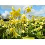 Erythronium - Pagoda - Hondstandlelie - 3 bollen - BIO