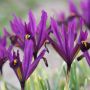 Iris reticulata 'J.S.Dijt' - 10 bollen - BIO