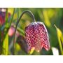 Fritillaria meleagris - Kievitsbloem - 10 bollen - BIO