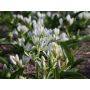 Ornithogalum oligophyllum 'White Trophy' - Breedbladige vogelmelk - 10 bollen - BIO