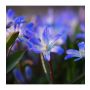 Chionodoxa forbesii 'Blue Giant' - Sneeuwroem blauw - 10 bollen - BIO