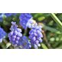 Muscari armeniacum - Blauw Druifje 'Early Bird' - 10 bollen - BIO