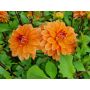 Dahlia - Summerflame - 5 stuks - BIO