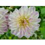 Dahlia - Wittem - 5 stuks - BIO