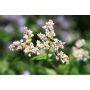 Franse boekweit - Fagopyrum tataricum - 20kg - BIO
