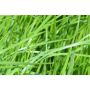 Engels Raaigras - Lolium perenne - Astonhockey - 25kg