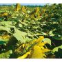 Zonnebloem - Helianthus annuus - Peredovick - 20kg - BIO