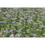 Phacelia – Phacelia tanacetifolia - Balo - 10kg – BIO