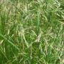 Rietzwenkgras - Festuca arundinacea - Swaj - 10kg - BIO