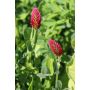 Inkarnaatklaver – Trifolium incarnatum – Linkarus - 25kg – BIO