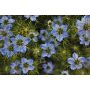Nigella sativa - Zwarte Komijn - 1 kg - BIO
