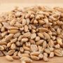 Spelt (Dinkel) - kiemkrachtig - 1 kg - BIO