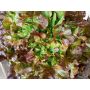 Pluksla - Red Salad Bowl - BIODYNAMISCH - 50% korting wegens verminderde kiemkracht