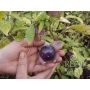 Tomatillo - Purple - BIO