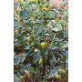 Tomatillo - Green - BIO - 50% korting wegens verminderde kiemkracht