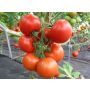 Tomaat - Tica - BIODYNAMISCH