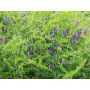 Winterwikke (bonte wikke) - Vicia villosa - Ostsaat Dr. Baumanns - 1kg - BIO
