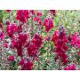 Antirrhinum majus - Leeuwenbekje 'Black Prince' - BIODYNAMISCH