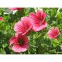 Malope trifida - Trechtermalva - BIODYNAMISCH