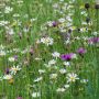 Wilde bloemenmengsel voor droge standplaats - BIO