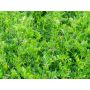 Zomerwikke (voederwikke) - Vicia sativa - 1kg - BIO