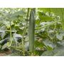 Komkommer - Cleopha - BIODYNAMISCH