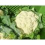 Bloemkool - Amabile - BIO