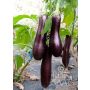 Aubergine - Violette Lunga 3 - BIO - 50% korting wegens verminderde kiemkracht
