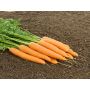 Wortel - Vitella - BIO - 50% korting wegens verminderde kiemkracht