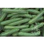 Courgette - Striato d'Italia - BIODYNAMISCH