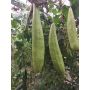 Sponskomkommer - Luffa Burete Verde - BIO