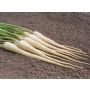 Pastinaak - White Gem - BIODYNAMISCH - 50% korting wegens verminderde kiemkracht