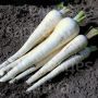 Pastinaak - Schleswiger Schnee - BIO
