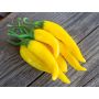 Chilipeper - Gelbes Rüsselchen - BIODYNAMISCH