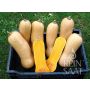 Pompoen - Butternut Waltham - BIO