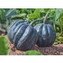 Pompoen -  Table Queen - BIODYNAMISCH