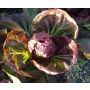 Roodlof-Radicchio - Palla Rossa 3 - BIO - 50% korting - verminderde kiemkracht