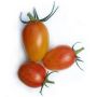 Tomaat - Blush - BIO