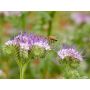 Phacelia - Phacelia tanacetifolia - BIO/BIODYNAMISCH