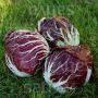 Radicchio - Palla rossa - Vinci (1102) TT - BIODYNAMISCH - 50% korting wegens verminderde kiemkracht