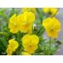 Viola cornuta - Gele hoornviooltje - BIODYNAMISCH