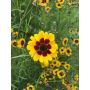 Coreopsis tinctoria - Meisjesogen - BIO