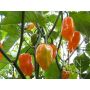Chilipeper - Habanero Orange - BIODYNAMISCH - 50% korting - verminderde kiemkracht